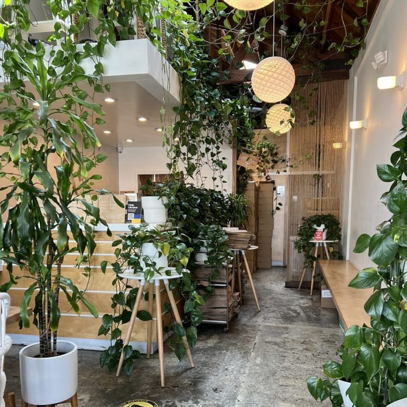Lush green plants hang from the ceiling and fill a bright, modern cafe with wooden accents.